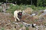 BOULEDOGUE FRANCAIS 040